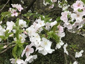 桜も錦織も開花！？