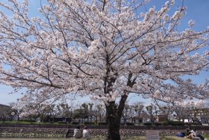 大分全校SPイベント詳細🌸