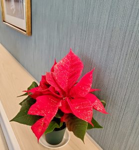 12月‼️クリスマス気分