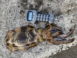 熱い季節がやってきましたね