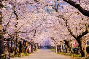 もうすぐ4月春といえば？？