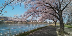 桜満開🌸