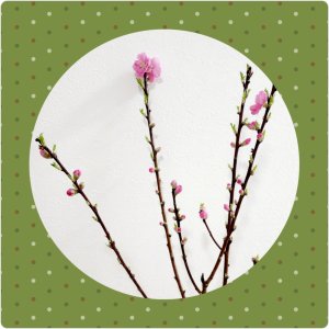 桃・桜・梅の見分け方分かりますか？