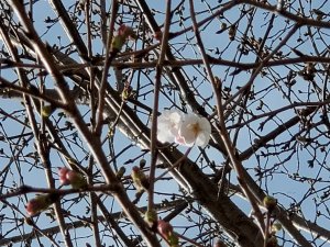 🌸開花宣言🌸