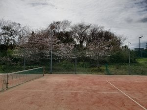 お花見バーベキューパーティー