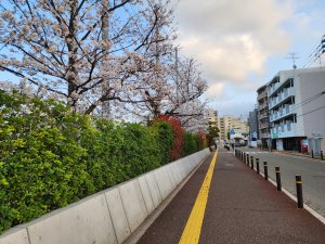 お花見がてら🌸