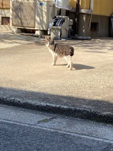 日々運動習慣