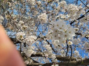 満開でした🌸