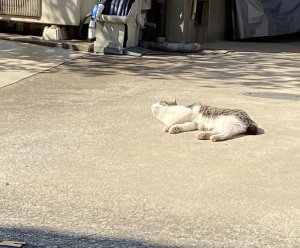 『やってみる』その気持ちが大事！