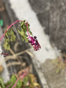 木の実ハンター　甲田