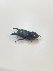 夏の風物詩 クワガタ！