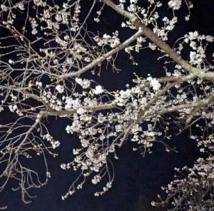 桜の季節！