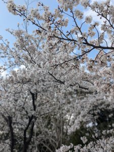 4月🌸🌸🌸